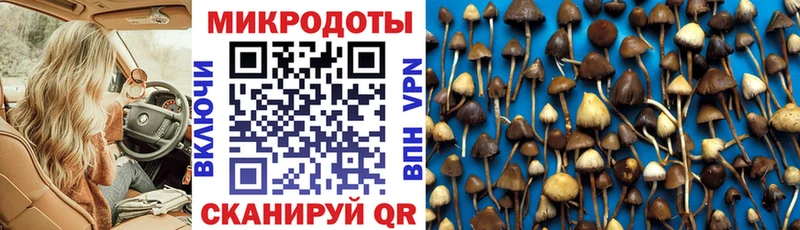 магазин продажи наркотиков Моздок Псилоцибиновые грибы Psilocybine cubensis